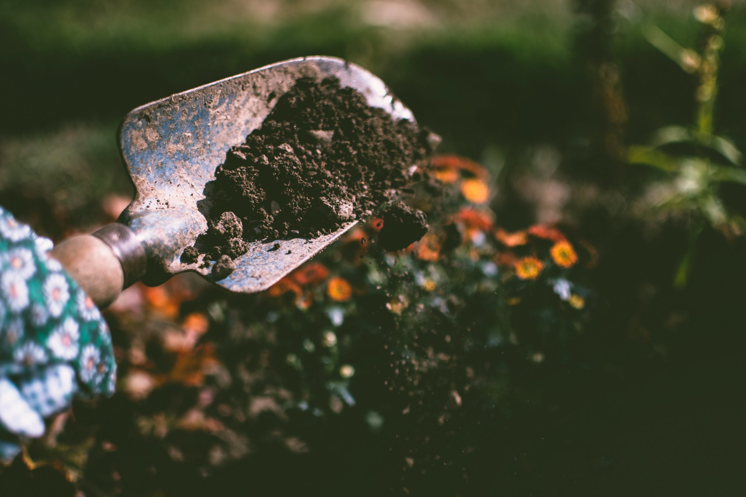 Fresh dirt